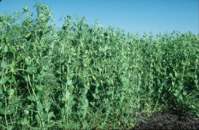 Field Peas